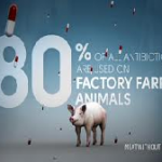 FDA hayvancılık AB